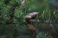 Pinus banksiana Gola IMG_6155 Sosna Banksa